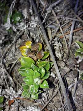 Image of Anaphalioides hookeri (Allan) A. A. Anderberg