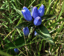 Image de Gentiana andrewsii Griseb.