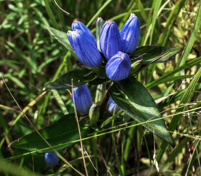 Gentiana andrewsii Griseb.的圖片