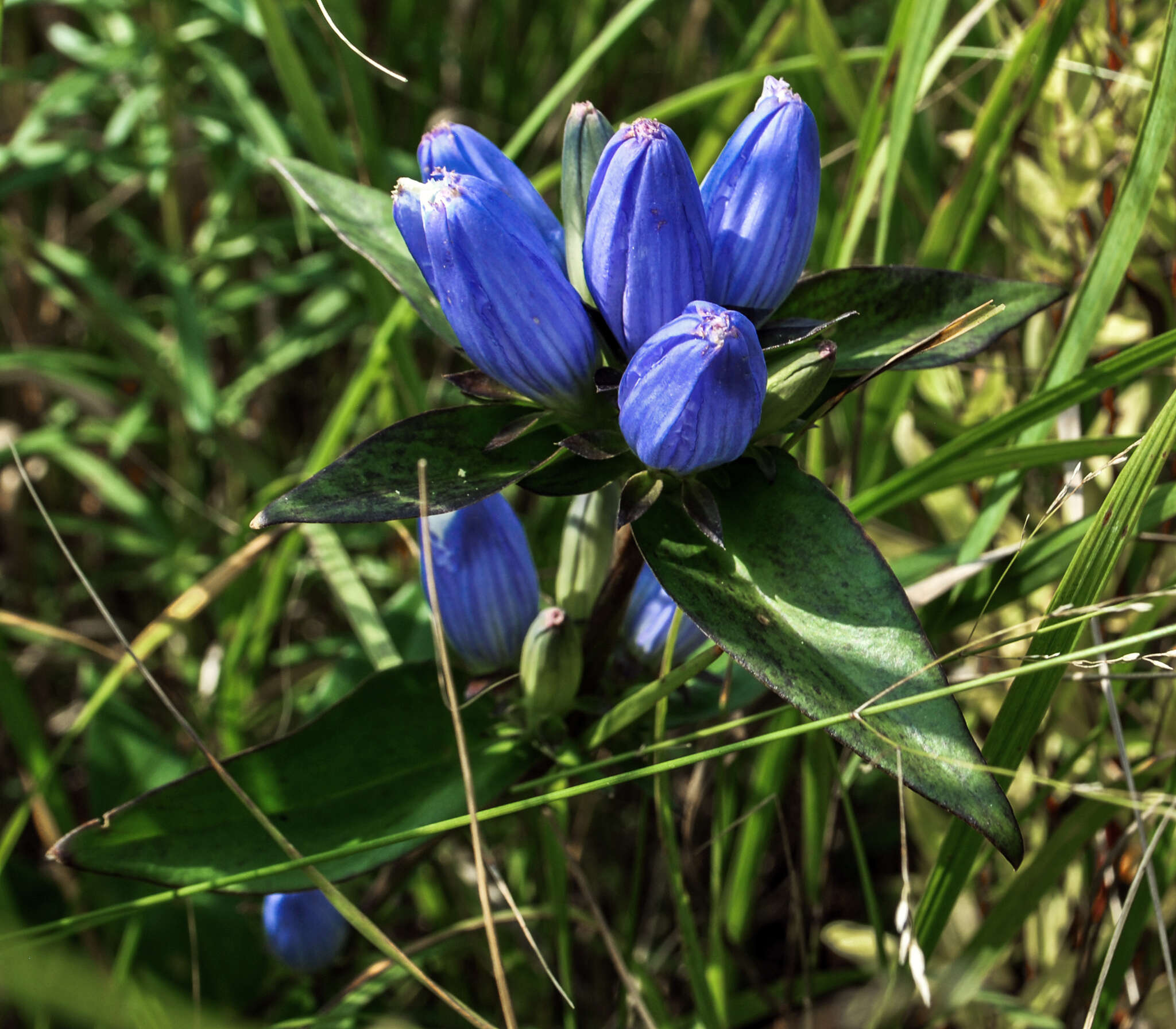 Image of closed bottle gentian