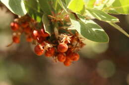 Image of Kings Mountain manzanita