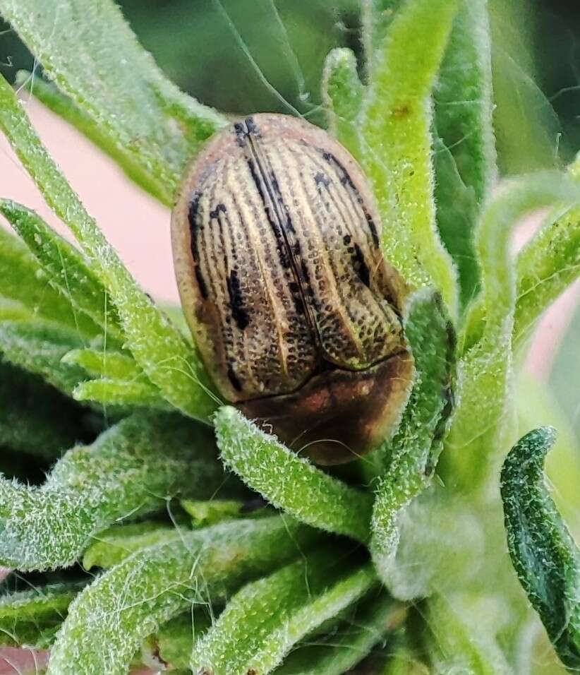 Image of Cassida (Cassida) lineola Creutzer 1799