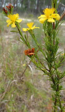 Image de Hypericum nitidum Lam.