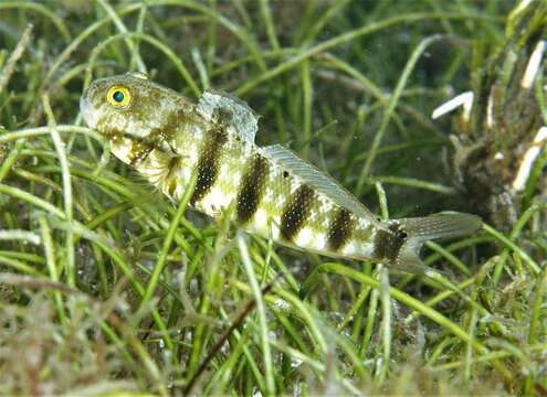 صورة Amblygobius sphynx (Valenciennes 1837)