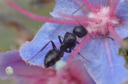 Image de Camponotus werthi Forel 1908