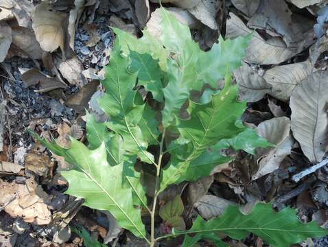 Image of Quercus acutifolia Née