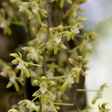 Image of Small tangle orchids