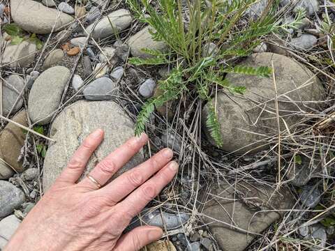 Image of field locoweed