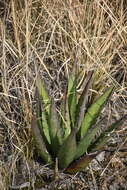 Слика од Agave glomeruliflora (Engelm.) A. Berger