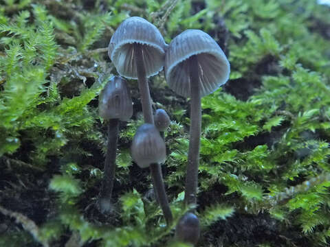 Imagem de Mycena leptocephala (Pers.) Gillet 1876