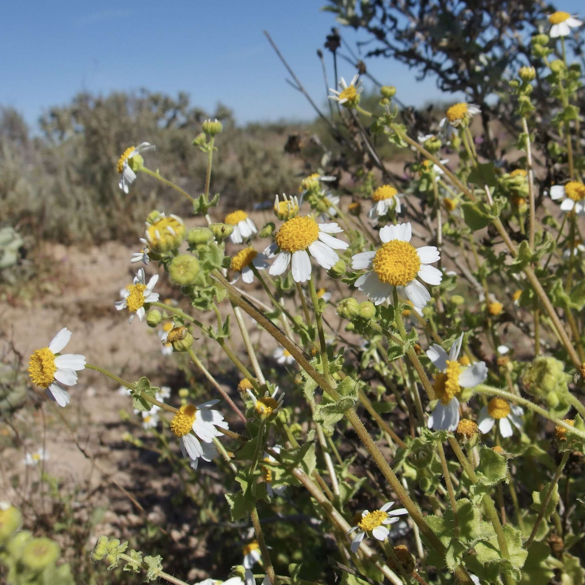 Image of Amauria brandegeeana (Rose) Rydb.