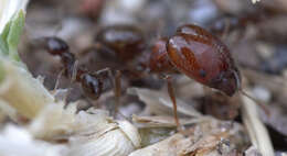 Image of Pheidole capensis Mayr 1862