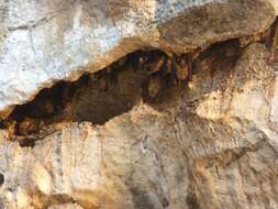 Image of Madagascan Fruit Bat