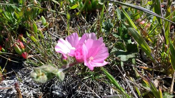 Imagem de Sidalcea malviflora subsp. malviflora