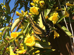 Слика од Papilio multicaudata Kirby 1884