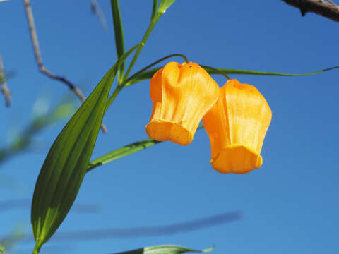 Image of Sandersonia aurantiaca Hook.