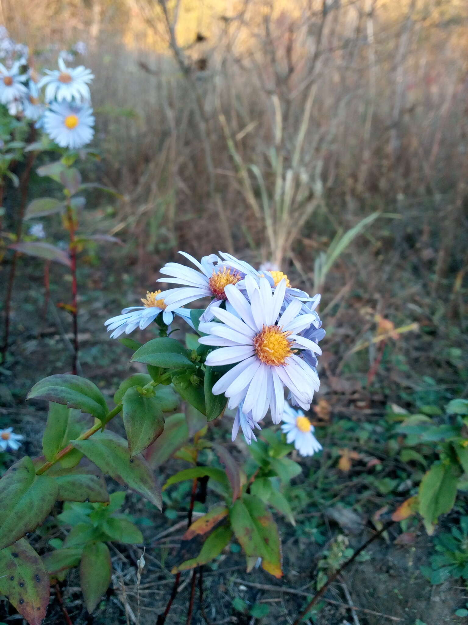 Image of Symphyotrichum versicolor (Willd.) G. L. Nesom