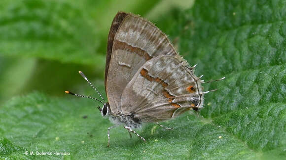 Image of Rubroserrata ecbatana