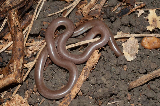 Image de Cubatyphlops Hedges, Marion, Lipp, Marin & Vidal 2014