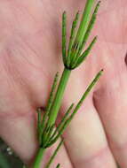 Image of Marsh Horsetail