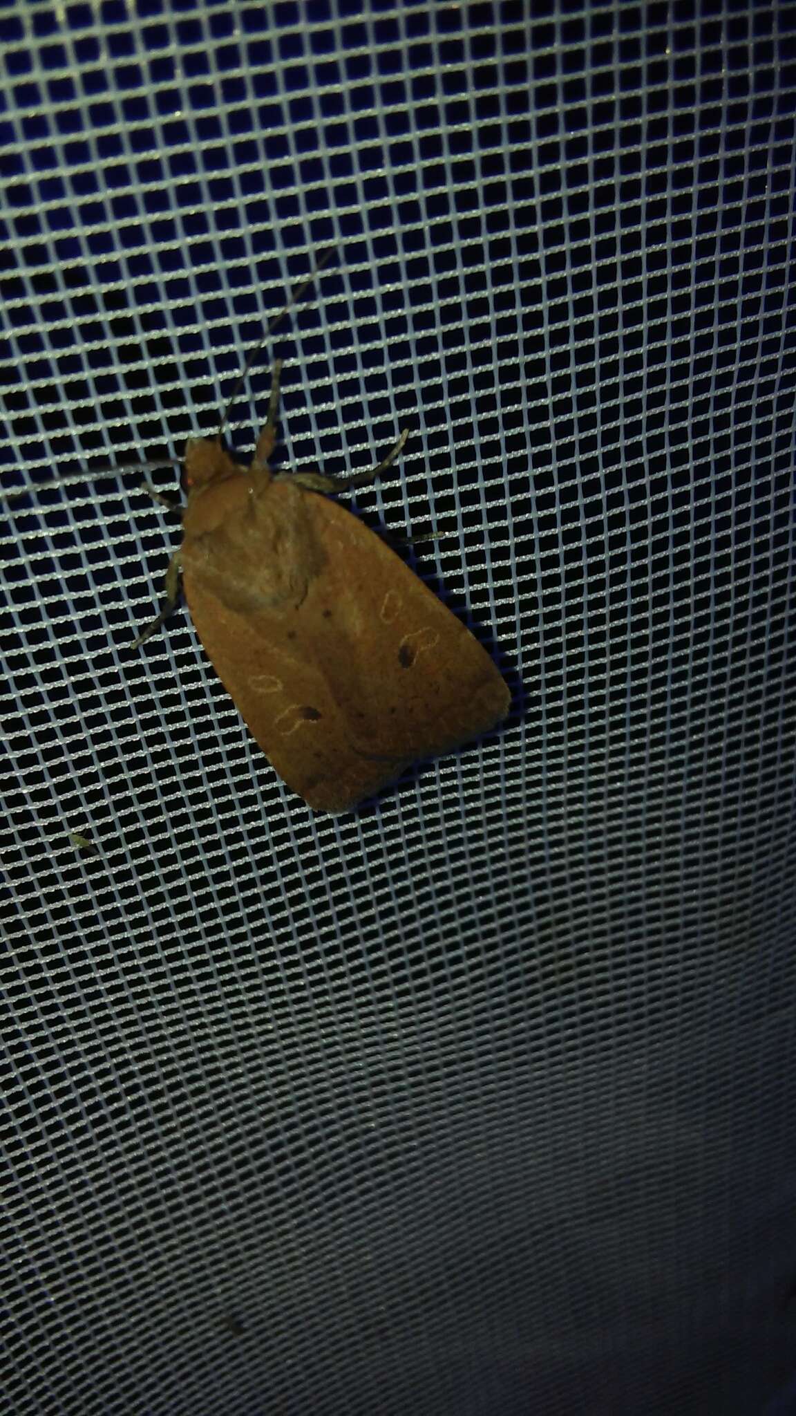 Image of lesser yellow underwing