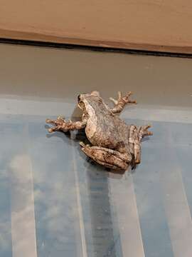 Image of marbled tree frog