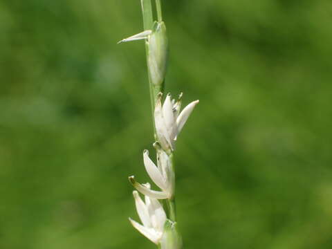 Image of Nile grass