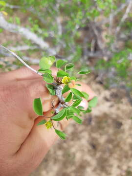 Image of Euphorbia californica Benth.