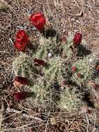 Image of Echinocereus arizonicus subsp. oldachiorum