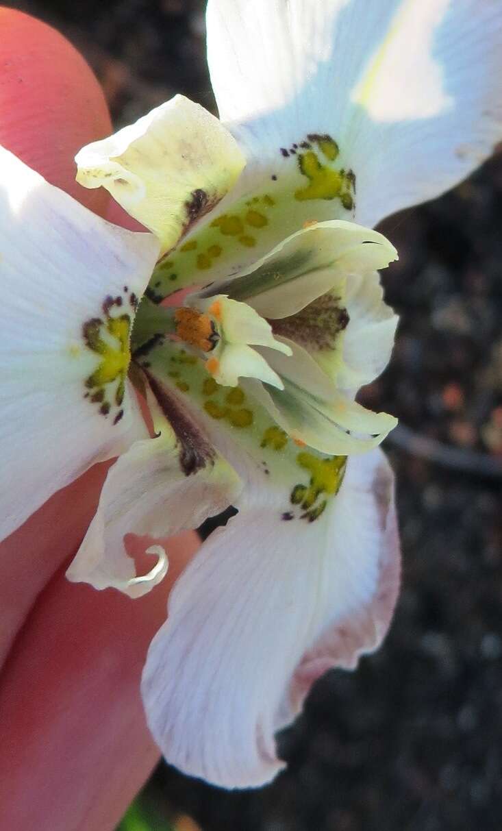 Image of Moraea cantharophila Goldblatt & J. C. Manning