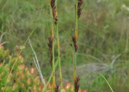 Image of Tetraria robusta (Kunth) C. B. Clarke