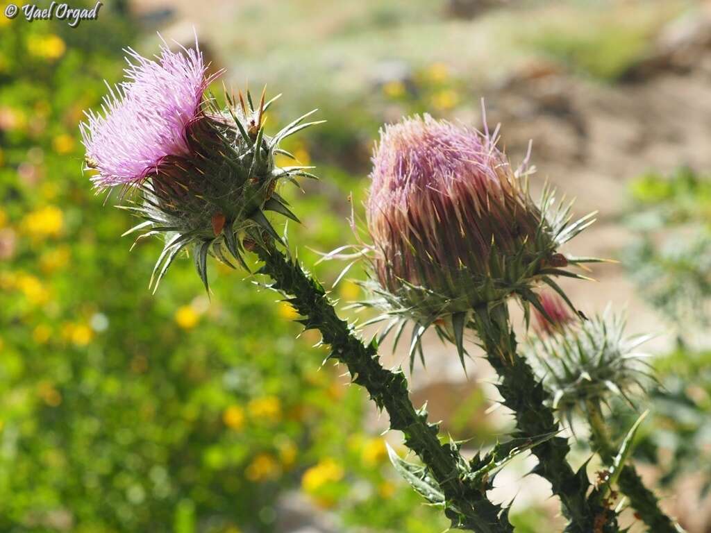 Image of Onopordum floccosum Boiss.