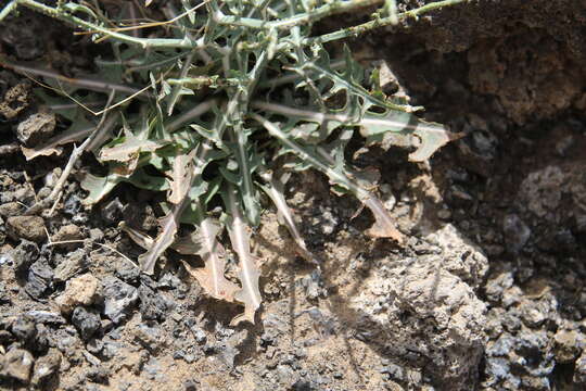 Image of Lactuca orientalis (Boiss.) Boiss.