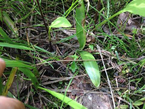 Image of Shining Ladies'-Tresses