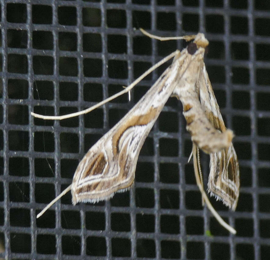 Image of Lineodes