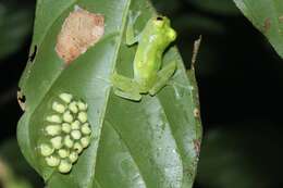 Image of Hyalinobatrachium cappellei (Van Lidth de Jeude 1904)