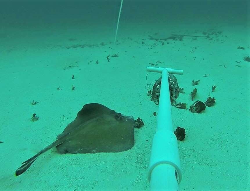 Image of Southern stingray