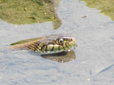 Image of Thamnophis eques scotti Conant 2003