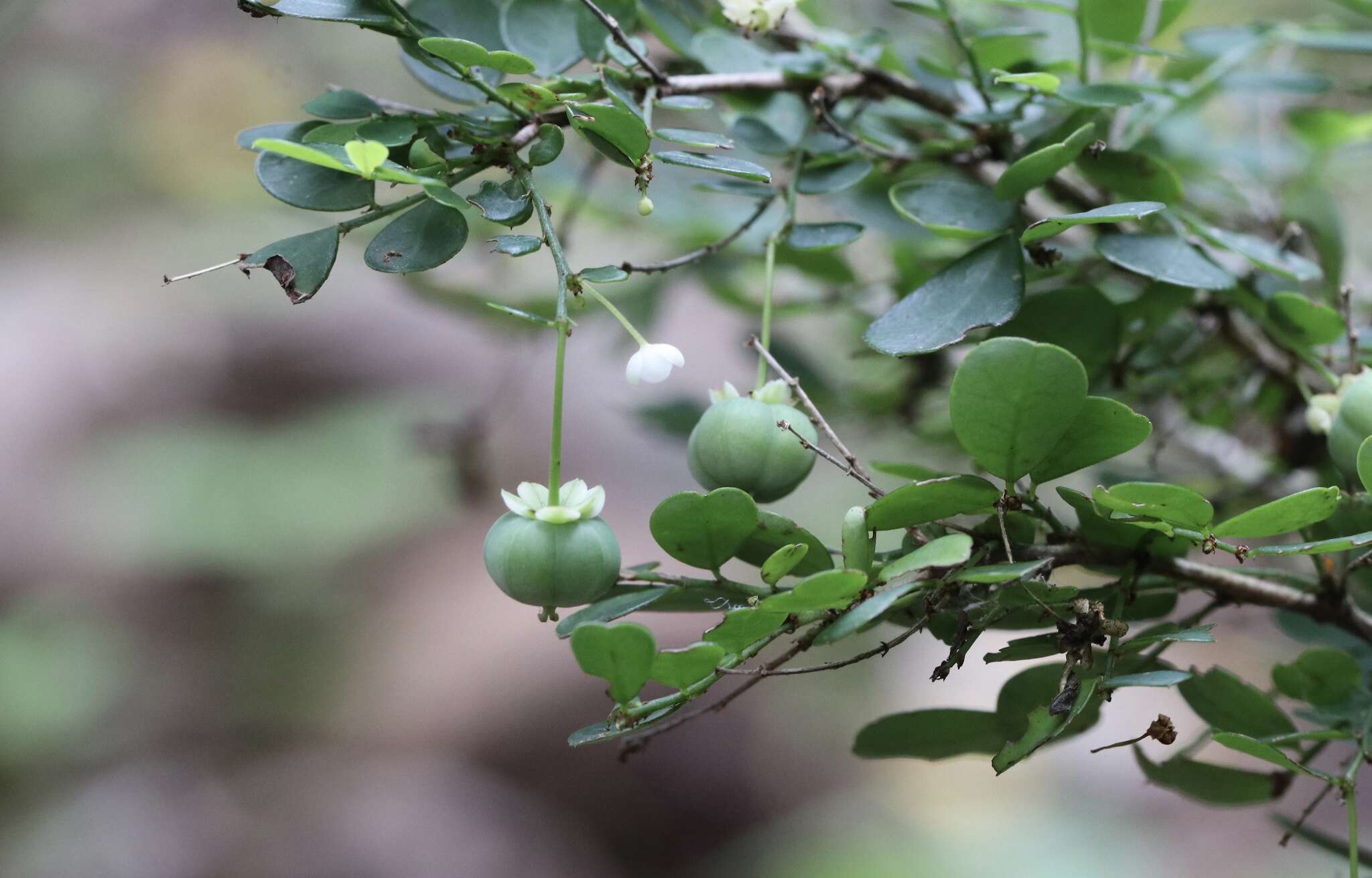 Image of Synostemon albiflorus (F. Muell. ex Müll. Arg.) Airy Shaw