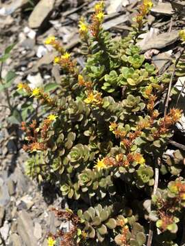 Image of Sedum nokoense Yamam.