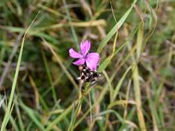 صورة Dianthus carthusianorum L.