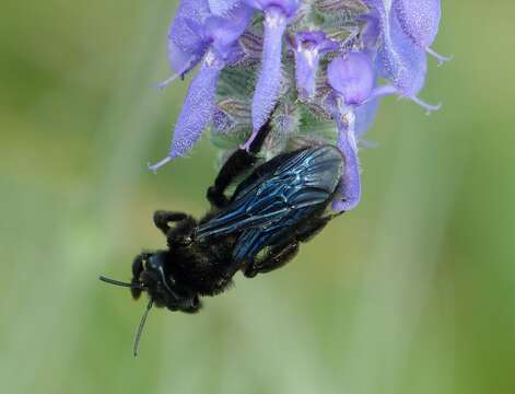 Image of Xylocopa iris (Christ 1791)