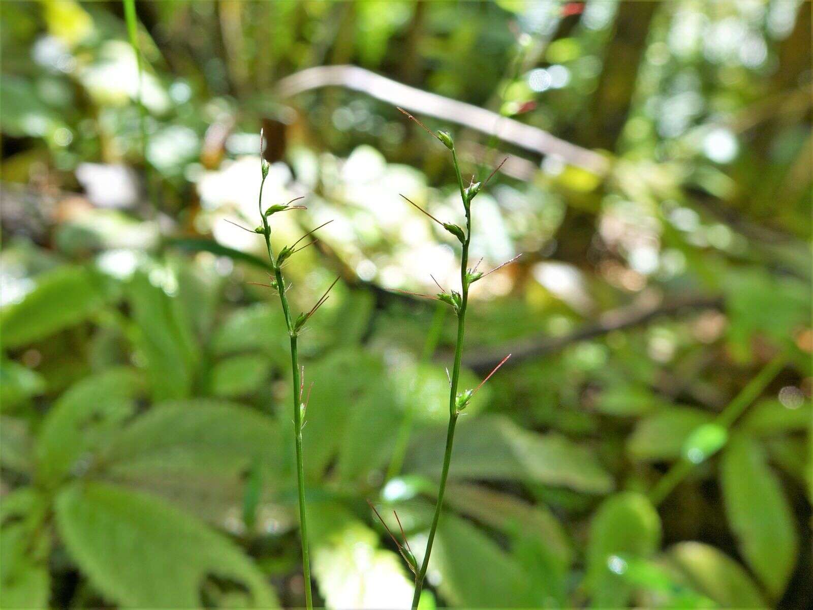 Image of Long-Leaf Basket Grass