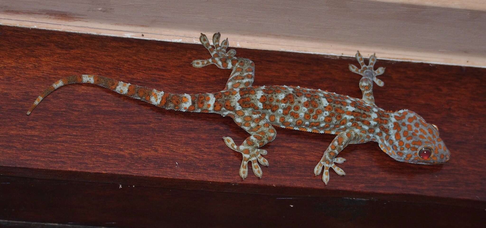 Imagem de Gekko gecko (Linnaeus 1758)