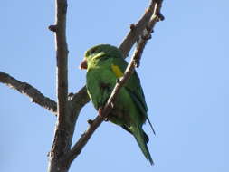 Image of Yellow-chevroned Parakeet