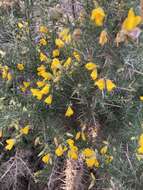 Image de Ulex L.