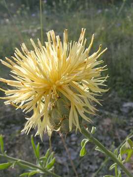 Plancia ëd Centaurea collina L.