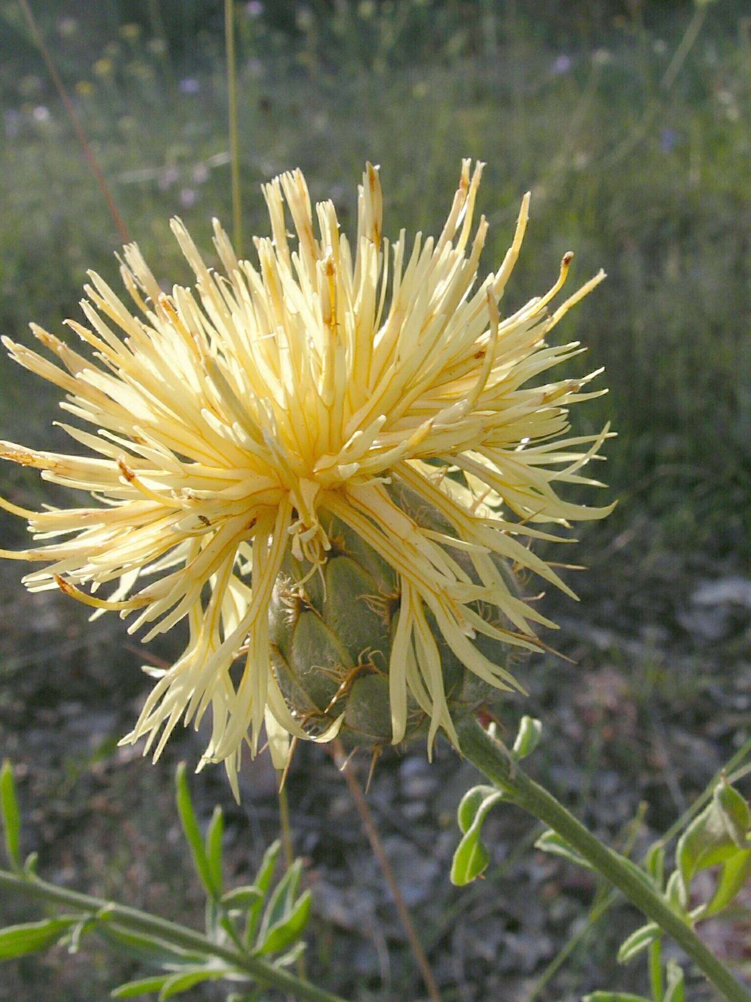 Image of Centaurea collina L.