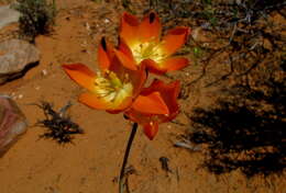 Image de Ornithogalum maculatum Jacq.