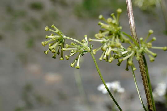 Image of Asperula molluginoides (M. Bieb.) Rchb.